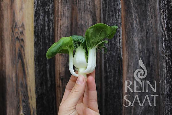 Tiny Bok Choi