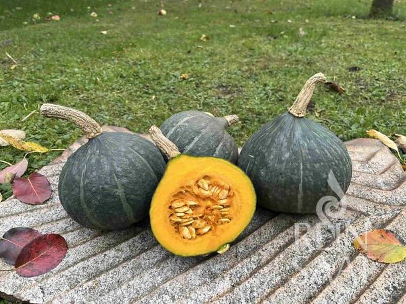 Kabocha